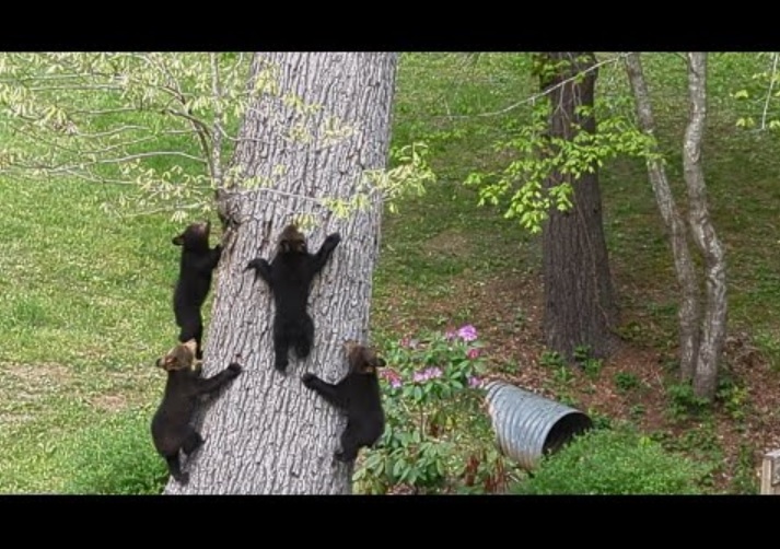 パトリックさんが住むアシュビルの広大な敷地の中で遊ぶ4頭の子グマ。木登りをしたり、ウッドデッキでいたずらしたりとのびのびと過ごしているという（画像は『Patrick Conley　2023年5月2日公開 YouTube「Bear Simone’s Cubs Busy Sunday - Part 2 of 3」』のサムネイル）