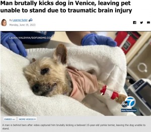 重傷を負ったヨークシャー・テリアの“バート（Bart）”。クラウドファンディングサイト『GoFundMe』で治療費を募ったところ、目標金額を上回る寄付が集まっている（画像は『ABC7　2023年6月19日付「Man brutally kicks dog in Venice, leaving pet unable to stand due to traumatic brain injury」』のスクリーンショット）