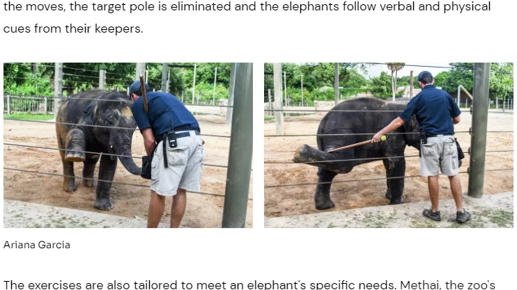 スムーズに飼育員の指示に従っているゾウ達だが、“ヨガ”のポーズを取るためのトレーニングは、誕生初日から始まる（画像は『Chron　2023年6月5日付「Houston Zoo elephants take daily yoga classes to stay limber, healthy」（Ariana Garcia）』のスクリーンショット）