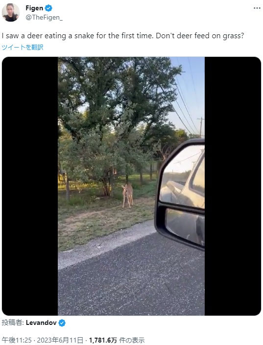 米テキサス州在住のトレイ・ラインハルトさんが運転中に遭遇した野生の鹿。予想外の物を食べていることに気付いて、慌てて動画を撮影することにしたそうだ（画像は『Figen　2023年6月11日付Twitter「I saw a deer eating a snake for the first time.」』のスクリーンショット）