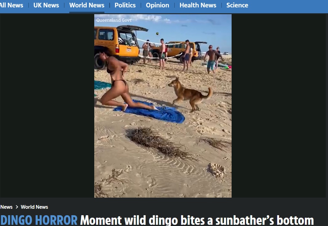ディンゴに臀部を噛まれて逃げる女性。観光客が餌を与えたり、キャンプ場で簡単に残飯が手に入ることなどから、人間を恐れなくなってきているという（画像は『The Sun　2023年6月22日付「DINGO HORROR Moment wild dingo bites a sunbather’s bottom on holiday beach weeks before boy, 10, mauled and dragged into the sea」』のスクリーンショット）