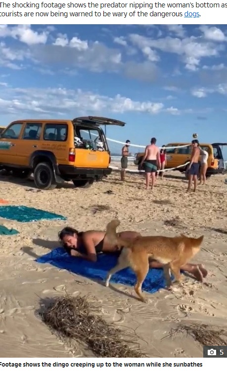 オーストラリア東部クイーンズランド州にあるガリ（旧フレーザー島）で野生の犬、ディンゴによる事故が多発。写真は今年4月か5月にフランス人観光客が襲われた時のもの（画像は『The Sun　2023年6月22日付「DINGO HORROR Moment wild dingo bites a sunbather’s bottom on holiday beach weeks before boy, 10, mauled and dragged into the sea」』のスクリーンショット）