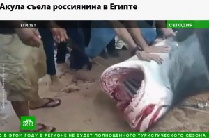 ウラジミールさんを襲い、捕獲されたイタチザメ。今後は研究所にて「なぜウラジミールさんを襲撃したのか」などについて調査が行われるという（画像は『НТВ.Ru　2023年6月8日付「Акула съела россиянина в Египте」』のスクリーンショット）