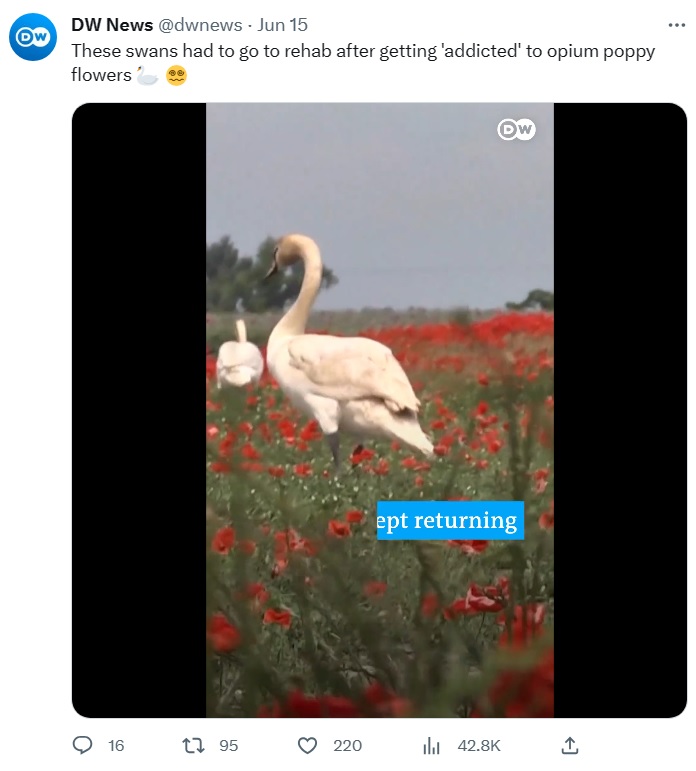 スロバキア南西部コマールノのケシ畑に棲みついてしまった白鳥たち。収穫直前のケシの実を食い尽くし、被害総額は1万ユーロ（約155万円）に上っている（画像は『DW News　2023年6月15日付Twitter「Swans in Slovakia found a poppy field and munched on the opium-producing plants to their hearts’ content for months」』のスクリーンショット）