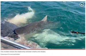 ザトウクジラの死骸をむさぼり食うイタチザメ。「彼らは海の清掃員としての役割を果たしている」とオーストラリア・パシフィック・ホエール・ファウンデーションの研究員が語る（画像は『New York Post　2023年6月27日付「Sharks feast on whale carcass off Australian coast in harrowing video」（Queensland Environment/twitter）』のスクリーンショット）