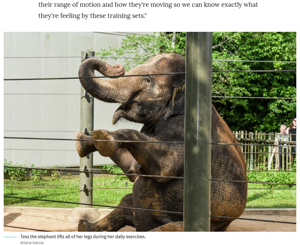 アメリカ動物園水族館協会に認定された施設は、ゾウの運動計画を立てることが義務付けられている。その一環として、ヒューストン動物園のゾウ達は“ヨガ”のようなエクササイズを行う（画像は『Chron　2023年6月5日付「Houston Zoo elephants take daily yoga classes to stay limber, healthy」（Ariana Garcia）』のスクリーンショット）