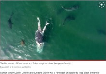 【海外発！Breaking News】ザトウクジラの死骸をむさぼり食う50匹ものサメ（豪）＜動画あり＞