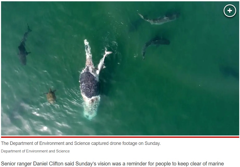 オーストラリア沖でドローンによって撮影されたザトウクジラの死骸に群がる約50匹のイタチザメ。ザトウクジラは病気で死んだものとみられている（画像は『New York Post　2023年6月27日付「Sharks feast on whale carcass off Australian coast in harrowing video」（Department of Environment and Science）』のスクリーンショット）