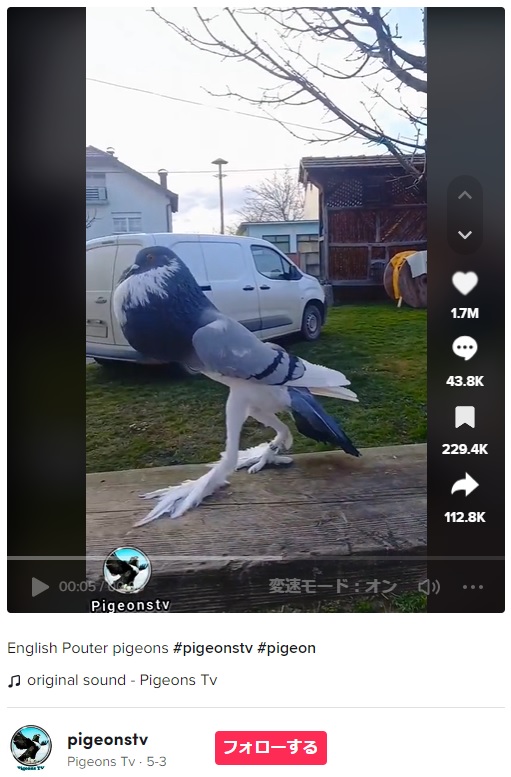 人為選択による品種改良を繰り返した結果、ユニークな姿のハトが誕生した。観賞用の品種であるこのハトは、モデルのような長い脚を持つ（画像は『Pigeons Tv　2023年5月3日付TikTok「English Pouter pigeons」』のスクリーンショット）