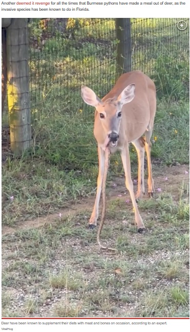 草食動物のはずの鹿の口から垂れ下がるヘビ。鹿はトレイさんの方を見つめて警戒するも、そのままヘビの頭の部分を咀嚼していた（画像は『New York Post　2023年6月16日付「Deer seen savagely eating snake ― it’s not as shocking as you think」（ViralHog）』のスクリーンショット）