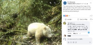 アルビノのパンダは、2019年4月にもカメラの前に姿を見せていた。当時は体が小さかったが、今回は成体と変わらない大きさに成長していることが確認された（画像は『Xi’s Moments　2023年5月27日付Facebook「The administration first released the image of the albino panda in May 2019」』のスクリーンショット）