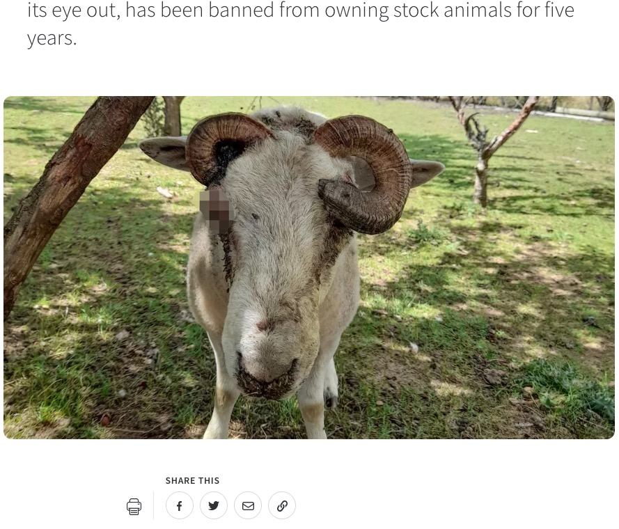 伸びた角が顔に突き刺さってしまった羊。農場経営者は治療を受けさせることなくそのまま放置していたことで有罪となった（画像は『SPCA New Zealand　2023年7月6日付「SPCA prosecutes man over ram’s ‘horrific’ horn injury」』のスクリーンショット）