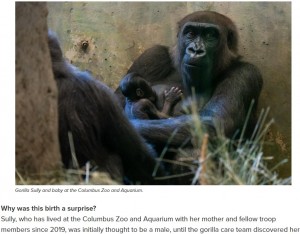 秘密裡に妊娠出産して、しかも、メスだということも発覚。まるで芸能人のように人々を驚かせたゴリラのサリー。子育て上手だったという母親譲りなのだろうか、すでに授乳も板についた表情だ（画像は『Blog | Columbus Zoo and Aquarium　2023年7月19日付「A Gorilla Birth Brings Two Surprises for the Columbus Zoo」』のスクリーンショット）
