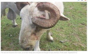 左の角は左目の上に突き刺さり、右の角は顔に突き刺さって眼球の裏側から突き出るようにして伸びていた（画像は『Newshub　2023年7月6日付「Waikato man charged over ram’s torturous horn injury」（Supplied/SPCA）』のスクリーンショット）