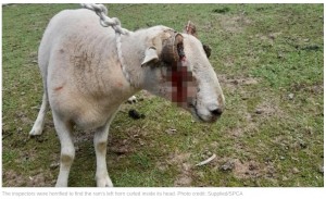 両方の角が伸びて顔に刺さってしまった羊。怪我した箇所から流血したため、顔の両側が赤黒く染まっていた（画像は『Newshub　2023年7月6日付「Waikato man charged over ram’s torturous horn injury」（Supplied/SPCA）』のスクリーンショット）