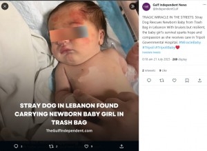 【海外発！Breaking News】ゴミ収集箱に捨てられた赤ちゃん、野良犬が発見し救出される（レバノン）