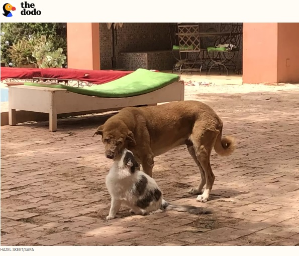 動物保護施設にいる猫たちはみんなタムのことが大好きで、寄り添ったりマッサージをしたりするという。タムもまた、猫たちと一緒に過ごす時間を楽しんでいるそうだ（画像は『The Dodo　2023年7月8日付「Shelter Staff Catches Cats Giving Massages To Blind Dog Who Needs Them The Most」（HAZEL SKEET/SARA）』のスクリーンショット）