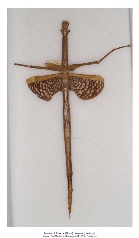 世界中のナナフシ科やコノハムシ科の昆虫をデータベース化しているウェブサイト『Phasmida』に掲載されているナナフシ（画像は『Phasmida　「species Anchiale briareus（Gray, 1834）」』のスクリーンショット）