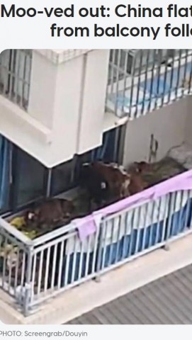 【海外発！Breaking News】田舎から引っ越したばかりの男性、集合住宅の5階ベランダで牛7頭を飼い苦情殺到（中国）