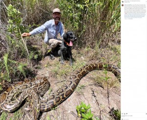 【海外発！Breaking News】お腹に60個の卵！　外来種のニシキヘビを捕獲した男性　相棒は鼻が利く愛犬（米）＜動画あり＞