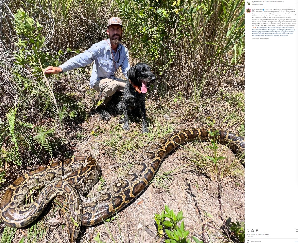 米フロリダ州南部の世界遺産「エバーグレーズ国立公園」でスネークハンターとして活躍するマイク・キンメルさんと、ヘビを探し出すのに欠かせない相棒の“オットー”（画像は『Trapper Mike　2023年7月7日付Instagram「Here’s one of the larger gravid pythons that Otto located for me this nesting season.」』のスクリーンショット）