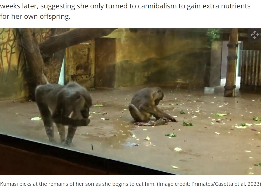 赤ちゃんが死んだのを確信したのか、次第に落ち着きがなくなったというクマシ。死骸を引きずったり、投げ飛ばしたりする様子が見られるようになり、そのうち食べ始めたという（画像は『Live Science　2023年7月3日付「Zoo monkey eats her baby’s corpse after carrying it around for days」（Image credit: Primates/Casetta et al. 2023）』のスクリーンショット）