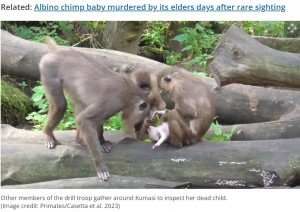 クマシだけでなく仲間たちも死んだ赤ちゃんに顔を近づけ、視線を合わせようとしていた。目と目が合わなければ「何かがおかしい」という合図になるようだ（画像は『Live Science　2023年7月3日付「Zoo monkey eats her baby’s corpse after carrying it around for days」（Image credit: Primates/Casetta et al. 2023）』のスクリーンショット）