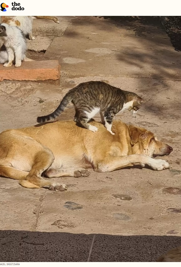 一日をのんびり過ごすタム。猫たちはタムが静かに横になり、自分たちに優しくしてくれることをちゃんと知っていて、タムのことが大好きなのだという（画像は『The Dodo　2023年7月8日付「Shelter Staff Catches Cats Giving Massages To Blind Dog Who Needs Them The Most」（HAZEL SKEET/SARA）』のスクリーンショット）