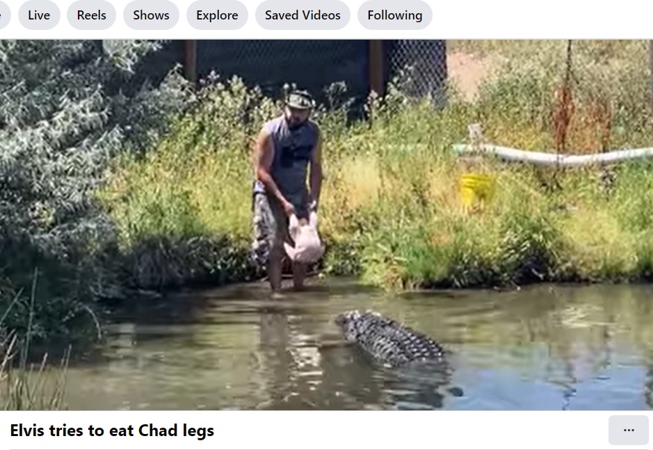 米コロラド州のワニ農場で今月22日、両手で七面鳥（丸鶏）の脚を持ち、ワニに与えようとしたスタッフが急襲されることに。幸いにもスタッフは無事だったが、当時の動画が拡散し注目されている（画像は『Colorado Gator Farm　2023年7月26日付Facebook「Elvis tries to eat Chad legs」』のスクリーンショット）