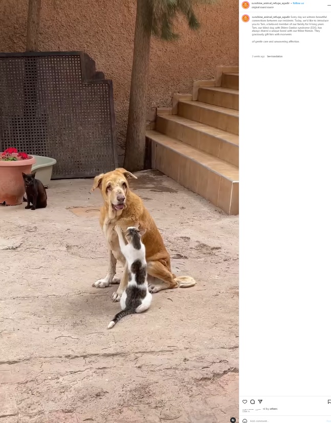 モロッコの動物保護施設にて盲目で遺伝性疾患を患う9歳のオス犬“タム”にマッサージする猫。猫たちはタムを優しくいたわり、タムも猫たちと一緒に過ごす時間を楽しんでいる（画像は『SARA Morocco　2023年6月25日付Instagram「Every day we witness beautiful connections between our residents.」』のスクリーンショット）
