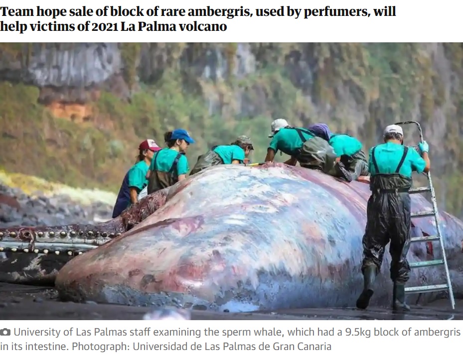 ラ・パルマ島の海岸に打ち上げられた、体長12メートル、重さ15トンのマッコウクジラの死骸。ラス・パルマス・デ・グラン・カナリア大学の獣医病理学者チームが死因の調査にあたった（画像は『The Guardian　2023年7月4日付「Pathologist finds €500,000 ‘floating gold’ in dead whale in Canary Islands」（Photograph: Universidad de Las Palmas de Gran Canaria）』のスクリーンショット）