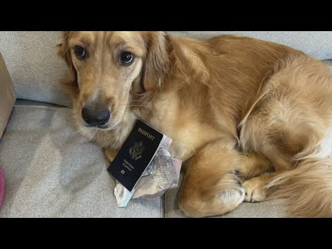 新郎ドナートさんのパスポートは数ページが破れ、顔写真ページも破損していた。挙式でイタリアに出発する1週間前だったため、カップルはパスポートを大至急発行してもらう方法を探った（画像は『WFAA　8月21日公開 YouTube「Dog eats owner’s passport days before U.S. couple’s Italy wedding」』のサムネイル）