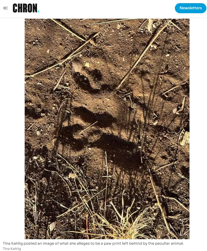 ティナ・カーリグさんは、自宅の裏庭に紛れ込んだ見慣れない動物見つけた。これまでにテキサス州で見てきた野生動物とは違うという。彼女が撮影したその動物が残したとされる足跡などの写真から、専門家はどう特定するだろうか（画像は『Chron　2023年8月18日付「Chupacabra? Weird animal found in Texas neighborhood baffles residents」（Tina Kahlig）』のスクリーンショット）