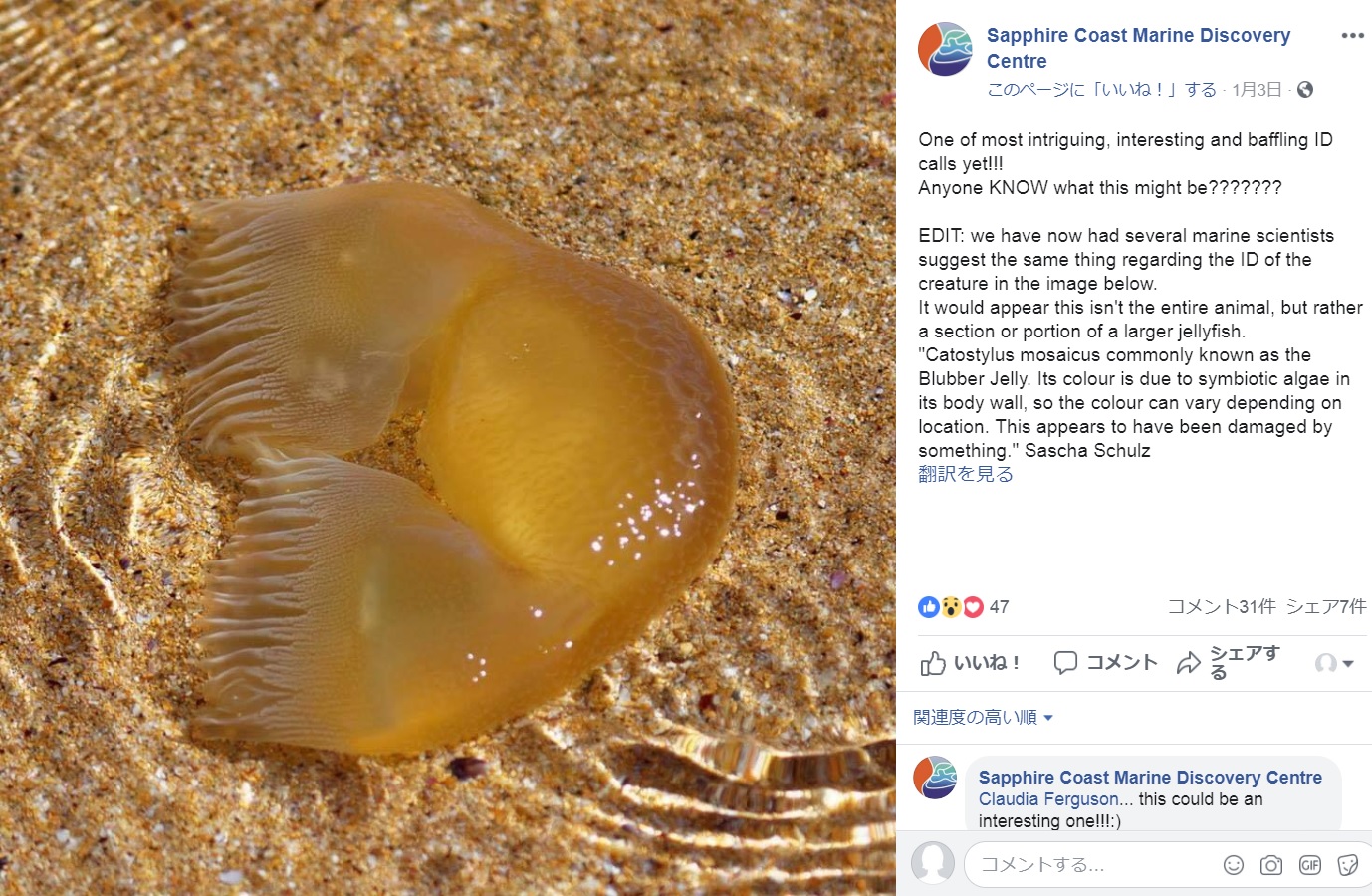 オーストラリアのニューサウスウェールズ州では2019年1月、全体がゼリー状の塊で黄色がかった不思議な生物が見つかった。ドナルド・トランプ米大統領（当時）の“部分かつら”では？と話題となった（画像は『Sapphire Coast Marine Discovery Centre　2019年1月3日付Facebook「One of most intriguing, interesting and baffling ID calls yet!!!」』のスクリーンショット）