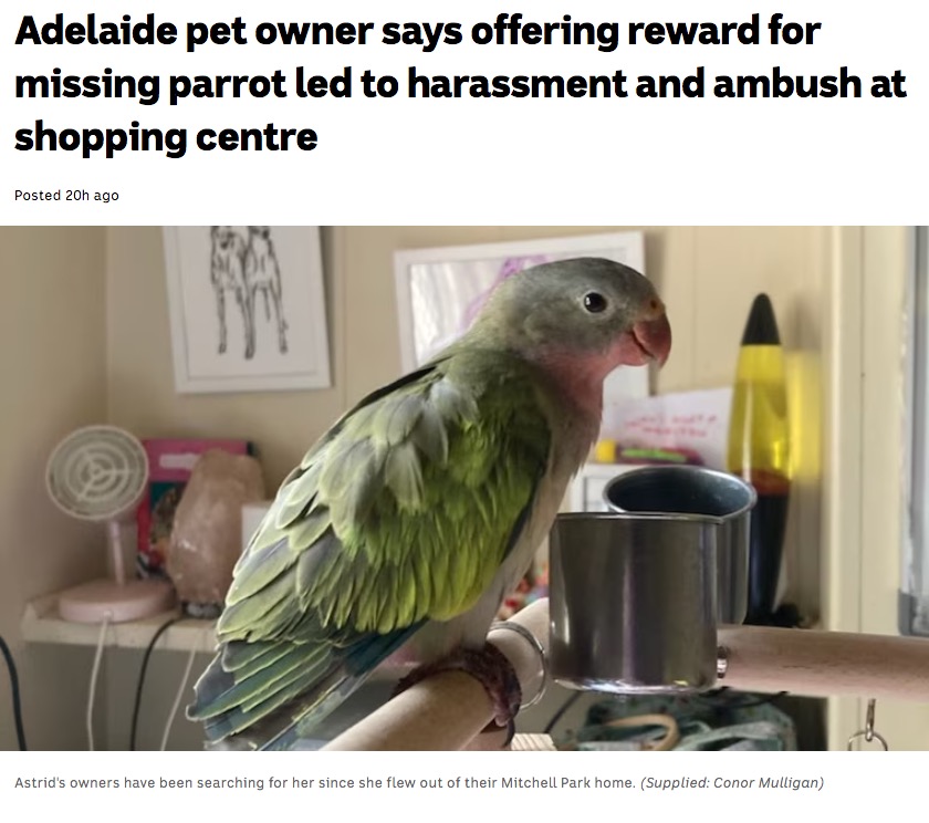 行方不明になったペットのオウムの情報を報酬金を付けてポスターなどで呼びかけたある夫婦が、恐怖の体験をしたという（画像は『ABC　2023年8月16日付「Adelaide pet owner says offering reward for missing parrot led to harassment and ambush at shopping centre」（Supplied: Conor Mulligan）』のスクリーンショット）