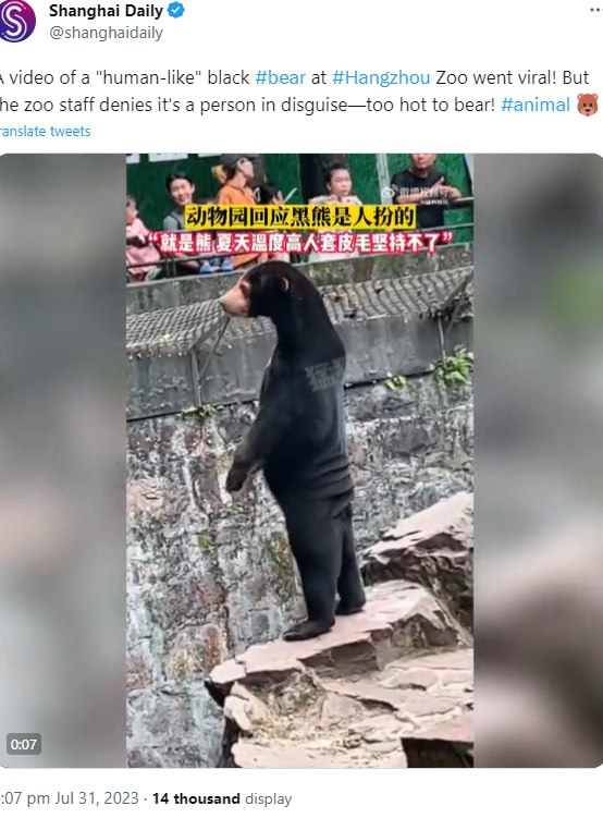 中国浙江省の杭州動物園で撮影されたマレーグマ。後ろ足で立ち、餌をおねだりする様子が「偽物」「着ぐるみでしょう？」と話題に（画像は『Shanghai Daily　2023年7月31日付Twitter「A video of a “human-like” black ＃bear」』のスクリーンショット）