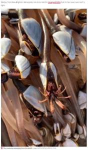 エイリアンのように口を開くグースネックバーナクル。フジツボの一種で、この貝は粘液性で塩気のある独特な食感を持つレアな食材だという（画像は『Daily Star　2020年9月7日付「Creepy alien-like sea creatures wash up on Brit beach and could be worth ‘￡50,000’」（Image: MARTYN GREEN/LIVERPOOL ECHO）』のスクリーンショット）