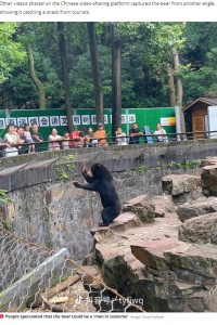 広い囲いの中の岩の上に立ち、コンクリート壁の向こう側に立つ来園客に愛嬌を振りまくクマに「偽物疑惑」が浮上！（画像は『The Daily Star　2023年7月31日付「Truth behind 'human bear' in zoo after sparking claims it was a person in costume」（Image: Douyin/tyfjwq）』のスクリーンショット）