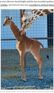 網目模様を持たずに誕生したキリンの赤ちゃんは、母親や動物園スタッフに見守られながら順調に成長している（画像は『CBS News　2023年8月22日付「Tennessee zoo says it has welcomed a rare spotless giraffe」（BRIGHTS ZOO）』のスクリーンショット）