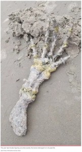 2022年11月にブラジルのサンパウロ州の浜辺で発見されて物議を醸した白骨化した手のような物体。「一体なんなのかしら？」と発見者がSNSに投稿して話題となった（画像は『New York Post　2022年11月24日付「Shocked couple discovers ‘alien hand’ on beach: ‘Looks like ET’s bones!’」（Jam Press/Leticia Gomes Santiago）』のスクリーンショット）