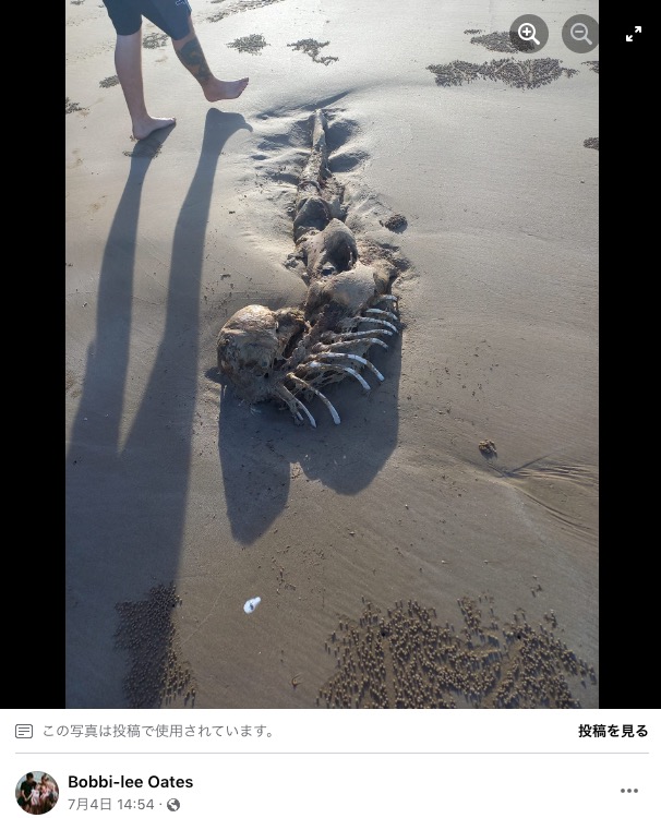 2023年7月にオーストラリアのクイーンズランド州で見つかり「人魚ではないか？」と騒がれた死骸。体長6フィート（約183センチ）、肋骨がむき出しになった上半身に人間の頭蓋骨のようなものが付いており、下半身が魚のように見える（画像は『Bobbi-lee Oates　2023年7月5日付Facebook「We came across this on longbeach keppel sands qld」』のスクリーンショット）