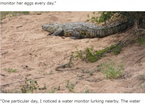 【海外発！Breaking News】辛抱強いオオトカゲ、巣穴を見張り生後2日の子ワニをさらう（南ア）＜動画あり＞