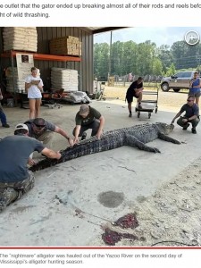 体長約434.3センチ、重さ約364キロ、腹回りが約167.6センチという巨大なアリゲーターの測定の様子。2017年8月28日に記録された個体の長さを約7.6センチ更新した（画像は『New York Post　2023年8月28日付「Record-shattering 800-pound ‘nightmare material’ alligator caught in Mississippi」』のスクリーンショット）