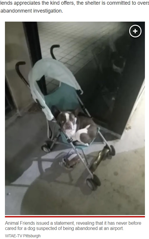 空港の駐車場に放置されたベビーカーの上で体を丸めてうずくまっていた犬。飼い主と空港に来ていたが、飛行機に搭乗できないと分かり、置き去りにされてしまった（画像は『New York Post　2023年8月11日付「Charges loom for vacationing woman who dumped French bulldog at airport」（WTAE-TV Pittsburgh）』のスクリーンショット）