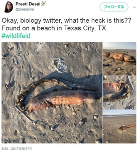米テキサスシティのビーチに打ち上げられた謎の生物。毛のない筒状の体で、尻尾部分がかなり長く、専門家は「キバウミヘビ」である可能性が高いとしながらも特定には至らなかった（画像は『Preeti Desai　2017年9月7日付Twitter「Okay, biology twitter, what the heck is this??」』のスクリーンショット）