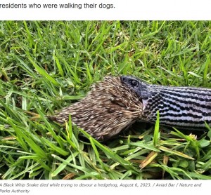 アヴィアドさんの分析によると、ヘビはヤマアラシを飲み込もうとしたものの、すぐに大きな間違いをしたことに気付き吐き出そうとしたという（画像は『The Jewish Press　2023年8月7日付「Watch Black Whip Snake Dying after Trying to Devour a Hedgehog in Shoham」（Photo Credit: Aviad Bar / Nature and Parks Authority）』のスクリーンショット）