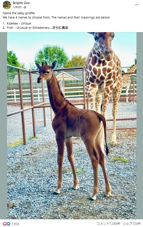 全身が茶色の被毛で覆われた珍しいキリンがアメリカの動物園で誕生した。最後に網目模様のないキリンが誕生したのは、1972年に上野動物園で生まれた個体だった（画像は『Brights Zoo　2023年8月22日付Facebook「Name the baby giraffe」』のスクリーンショット）
