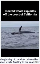 【海外発！Breaking News】海に浮かぶクジラの死骸、体内のメタンガスにより大爆発を起こす（米）＜動画あり＞