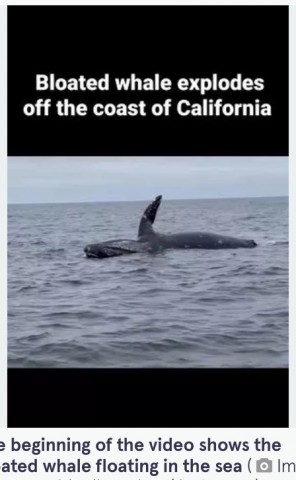 【海外発！Breaking News】海に浮かぶクジラの死骸、体内のメタンガスにより大爆発を起こす（米）＜動画あり＞