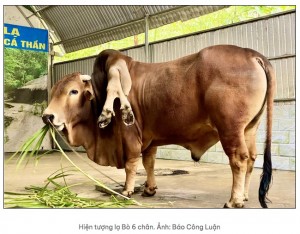 タインホア省で誕生した6本の脚を持つ牛。この牛の背中には余分な脚が2本あった（画像は『Eva.vn　2023年8月4日付「Kỳ lạ nghé con sinh ra với 8 chân, 2 lưỡi và 3 mắt tại Thanh Hóa」（Ảnh: Báo VnExpress）』のスクリーンショット）
